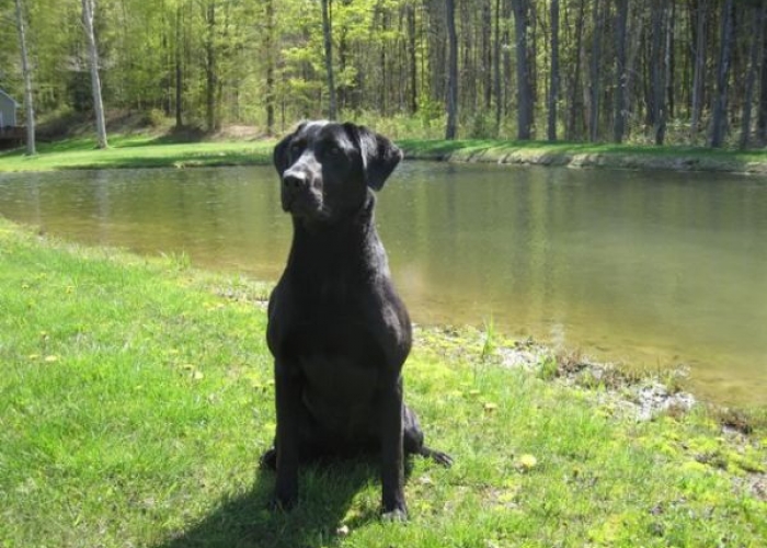 High Forest Kennels